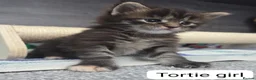 Maine Coon cats for sale: Outstanding TICA registered Maine Coon Kittens - Advert 11