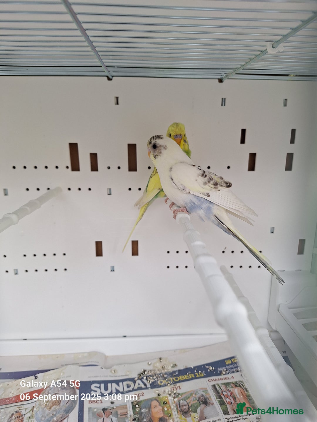 Budgerigars birds for sale: Baby budgies for sale  - Image 4