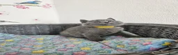 British Shorthair cats for sale: British Shorthair Kittens  - Advert 4