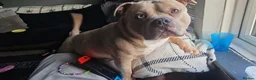 American Bully dogs for sale: American pocket bully  in Stourbridge - Advert 2