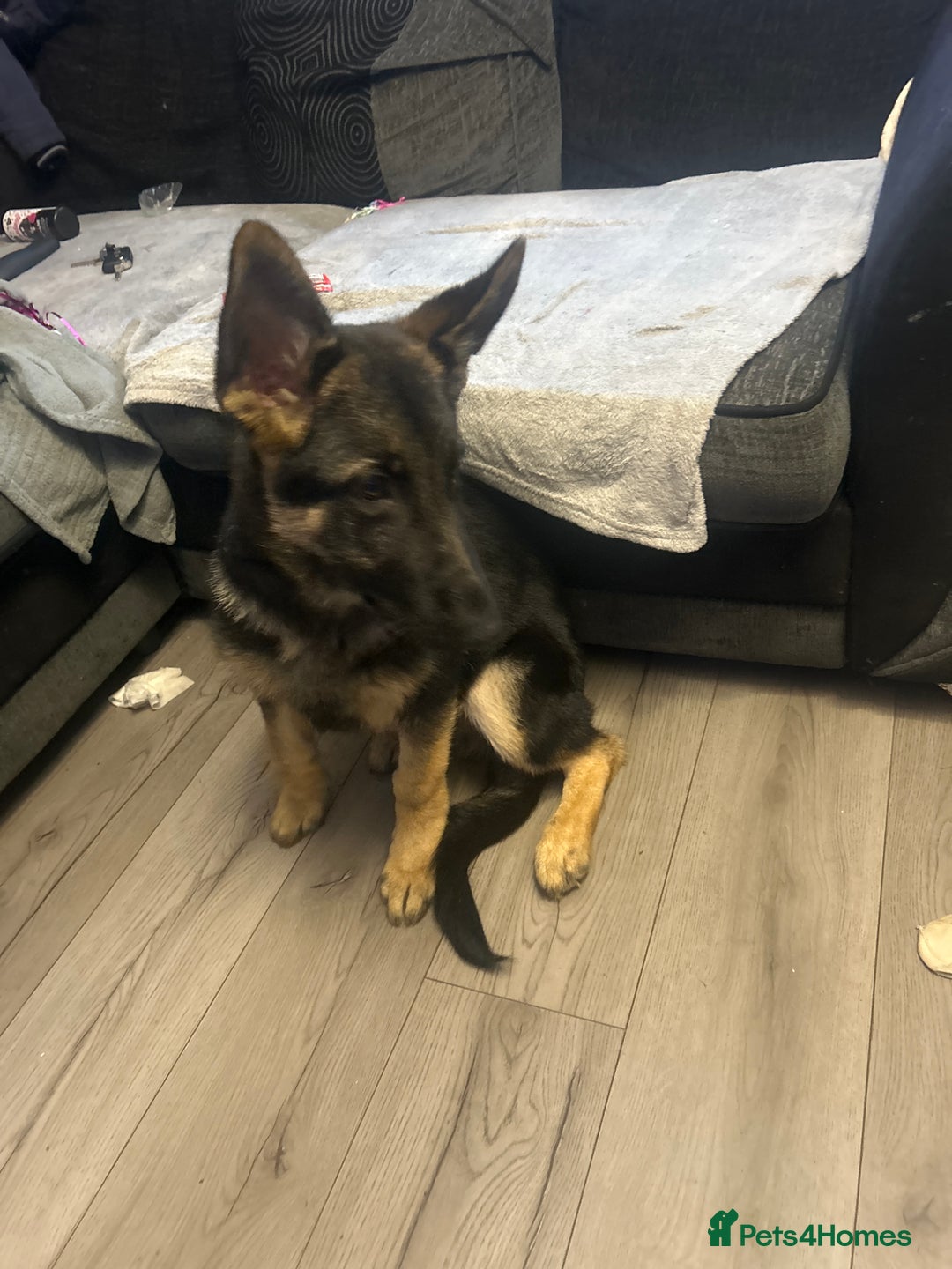 German Shepherd dogs for sale: German shepherd  - Image 3