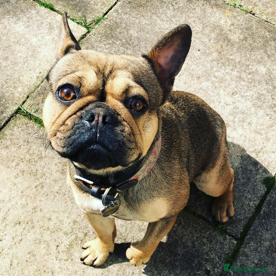 French Bulldog dogs for sale: Female French Bulldog (6 year old) in Runcorn - Advert 1