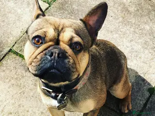 French Bulldog dogs Female French Bulldog (6 year old) - Advert 9