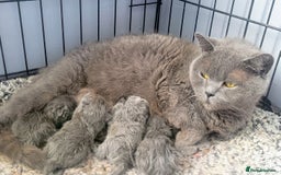 British Shorthair cats for sale: British blue pedigree shorthairs 4 males  - Advert 5