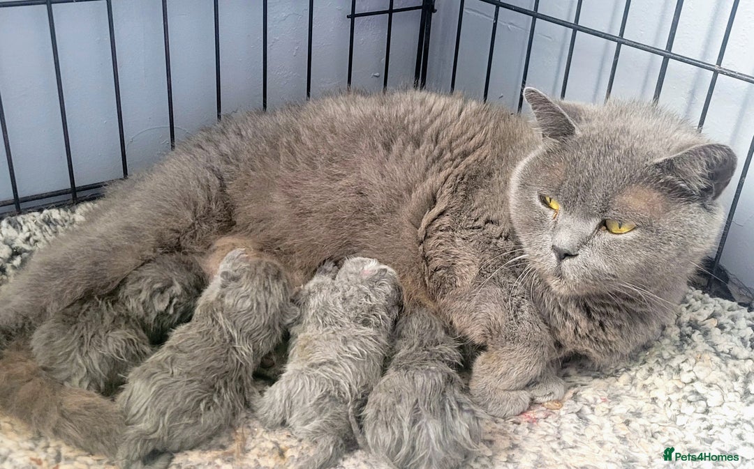 British Shorthair cats for sale: British blue pedigree shorthairs 4 males  - Advert 5