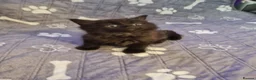 Mixed Breed cats for sale: Gorgeous kittens 2 long hair and 1 short  - Advert 8
