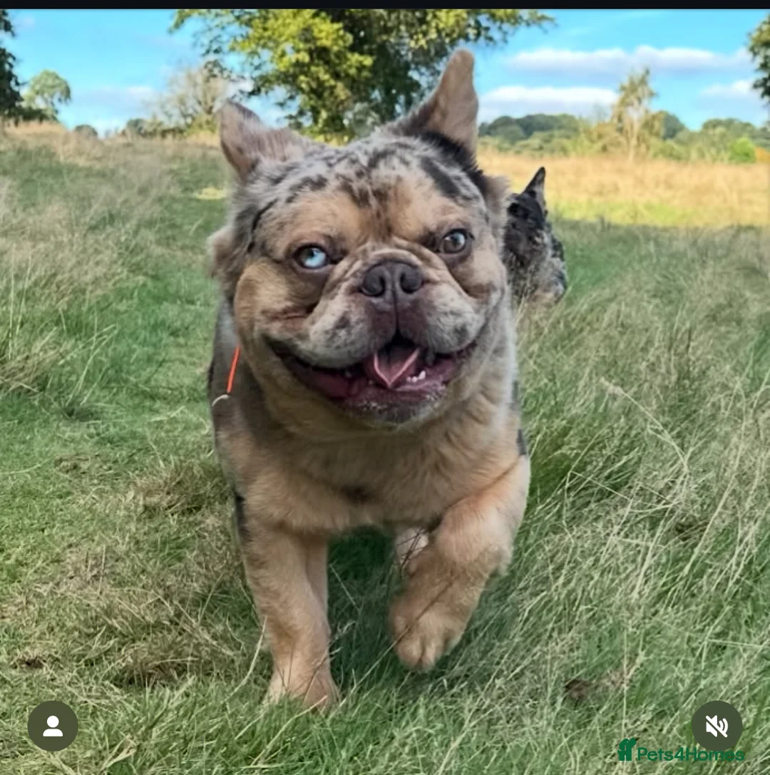 French Bulldog dogs for stud: Cupid 💘, Romeo 💘and Saint 💘for stud - Advert 2