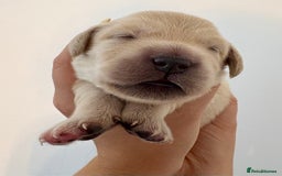 Golden Retriever dogs for sale: Outstanding, KC Champion Golden Retrievers 🐾🏆  in St. Neots - Image 29