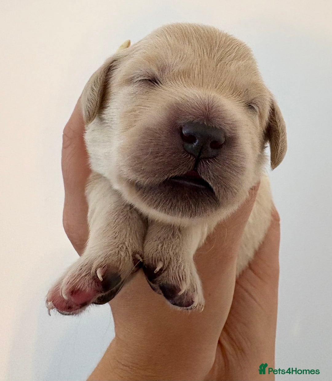 Golden Retriever dogs for sale: Outstanding, KC Champion Golden Retrievers 🐾🏆  in St. Neots - Image 29