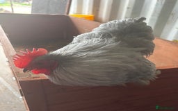Chickens poultry for sale: Pure Pekin bantam lavender cockerel  - Image 2
