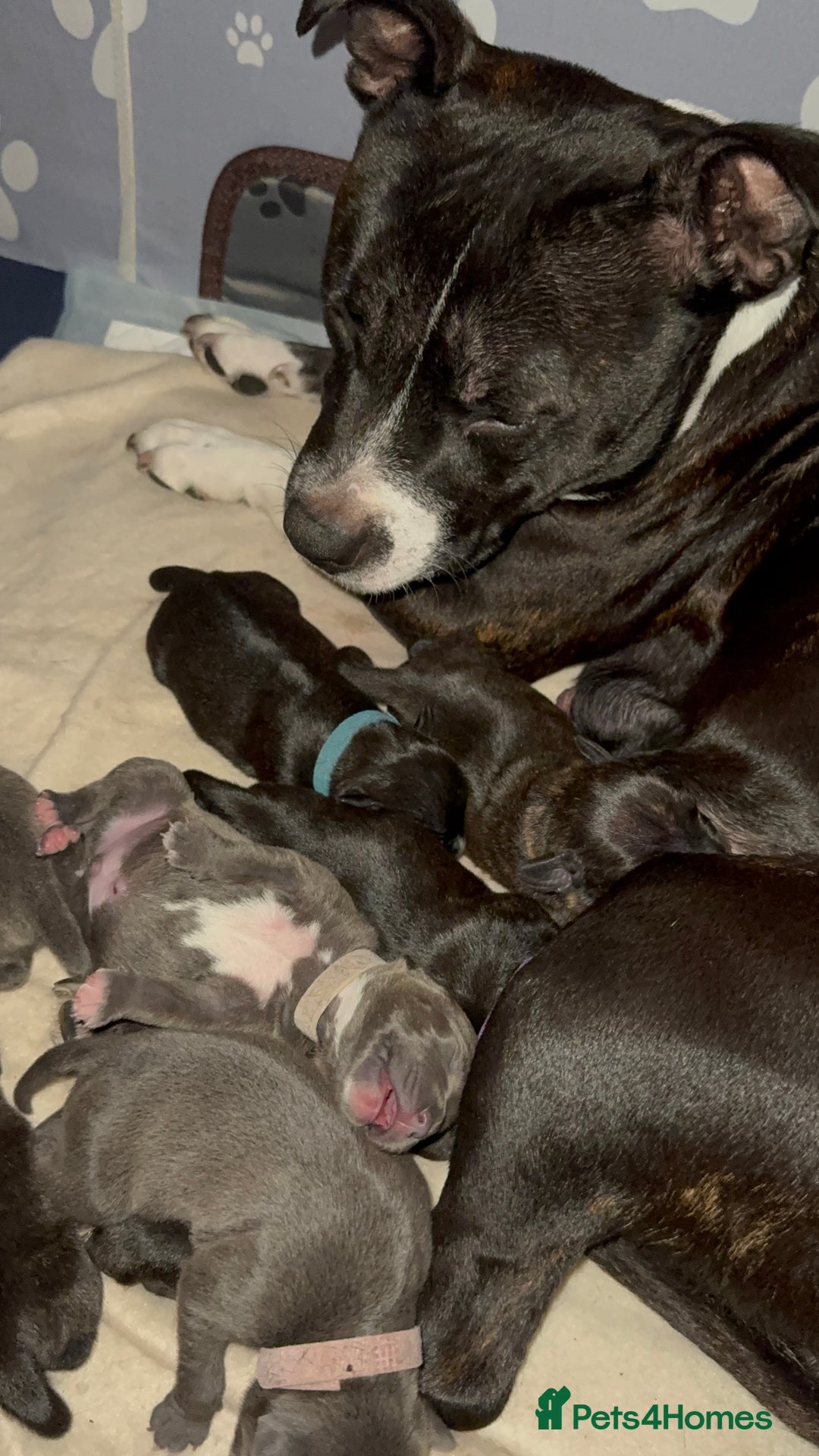 Staffordshire Bull Terrier dogs for sale: 6 Staffordshire pups - Advert 4