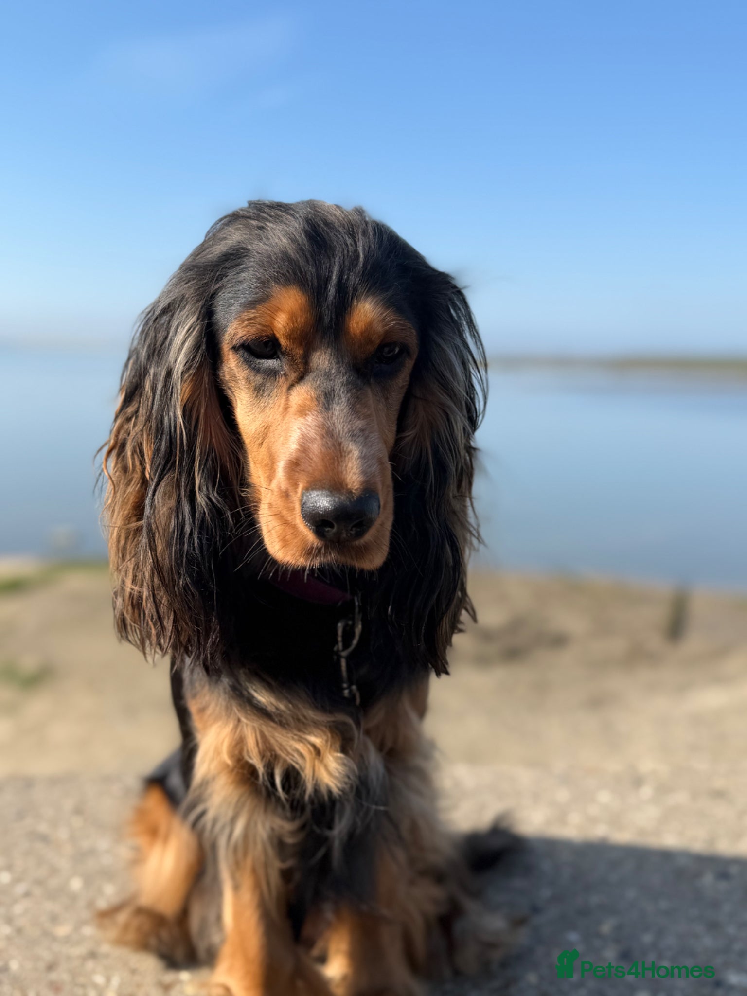 Cocker Spaniel dogs Pedigree Cocker Spaniels  - Advert 3
