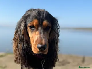 Cocker Spaniel dogs Pedigree Cocker Spaniels - Advert 1