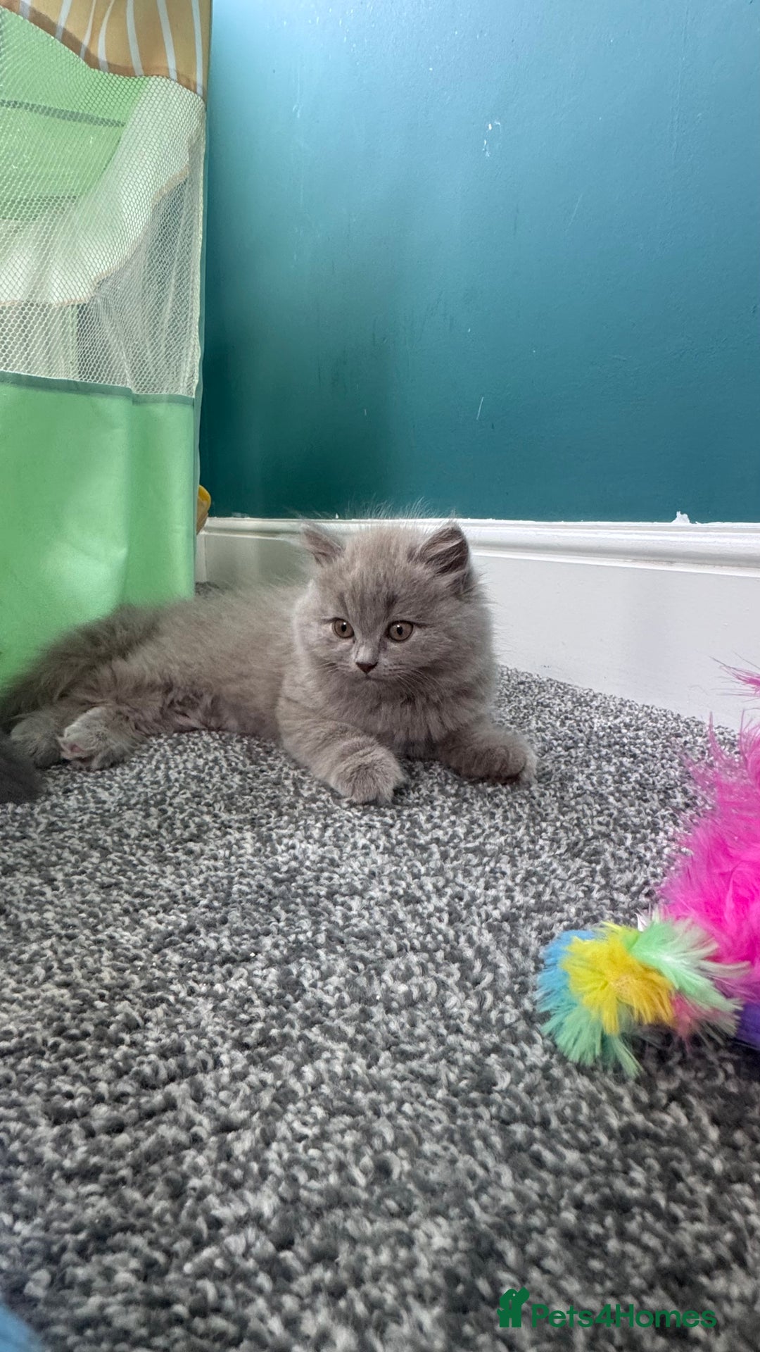 British Longhair cats for sale: British longhair ready for home in Watford - Image 12