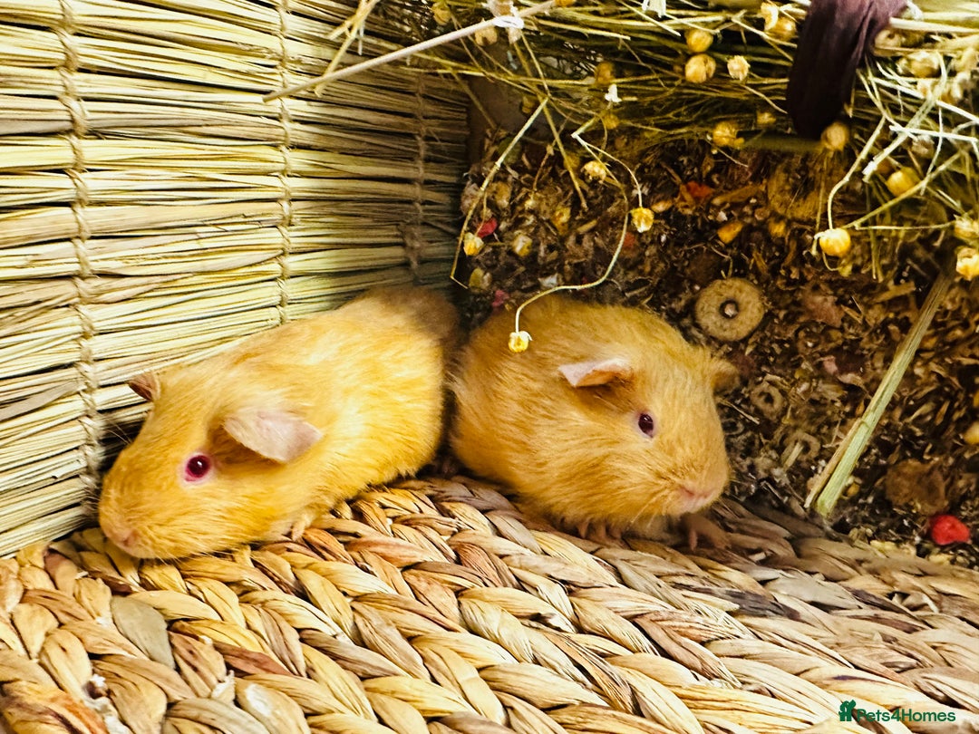 Guinea Pig rodents for sale: Friendly well handled baby guinea pigs  - Image 4