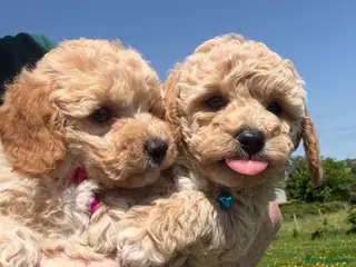 Poochon dogs Tiny Poochon Puppies (Poochon x Toy Poodle) - Advert 6