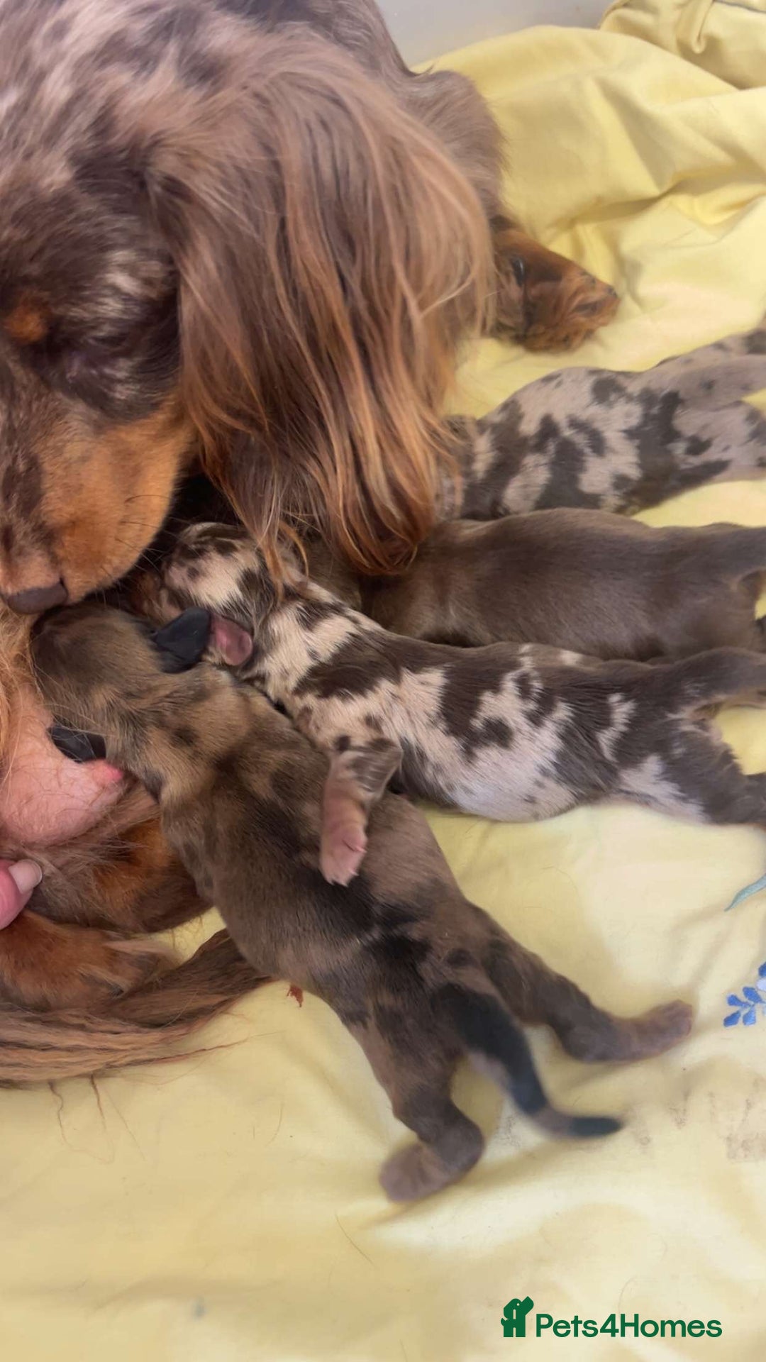 Miniature Dachshund dogs for sale: Long haired dapple miniature Dachsund puppies - Image 8