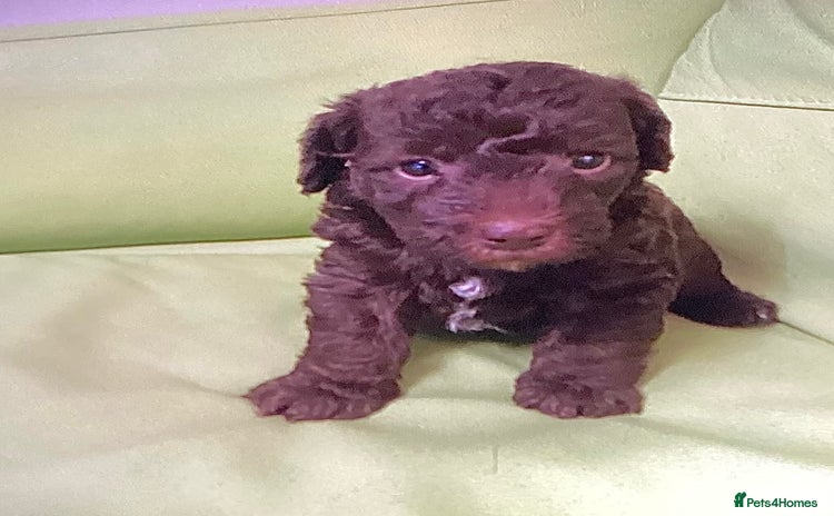 Mixed Breed dogs Poodle x - Advert 9