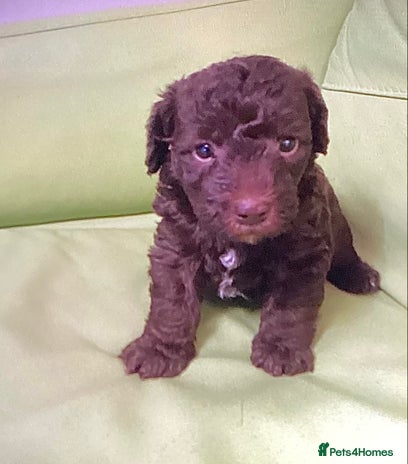 Mixed Breed dogs Poodle x - Advert 1