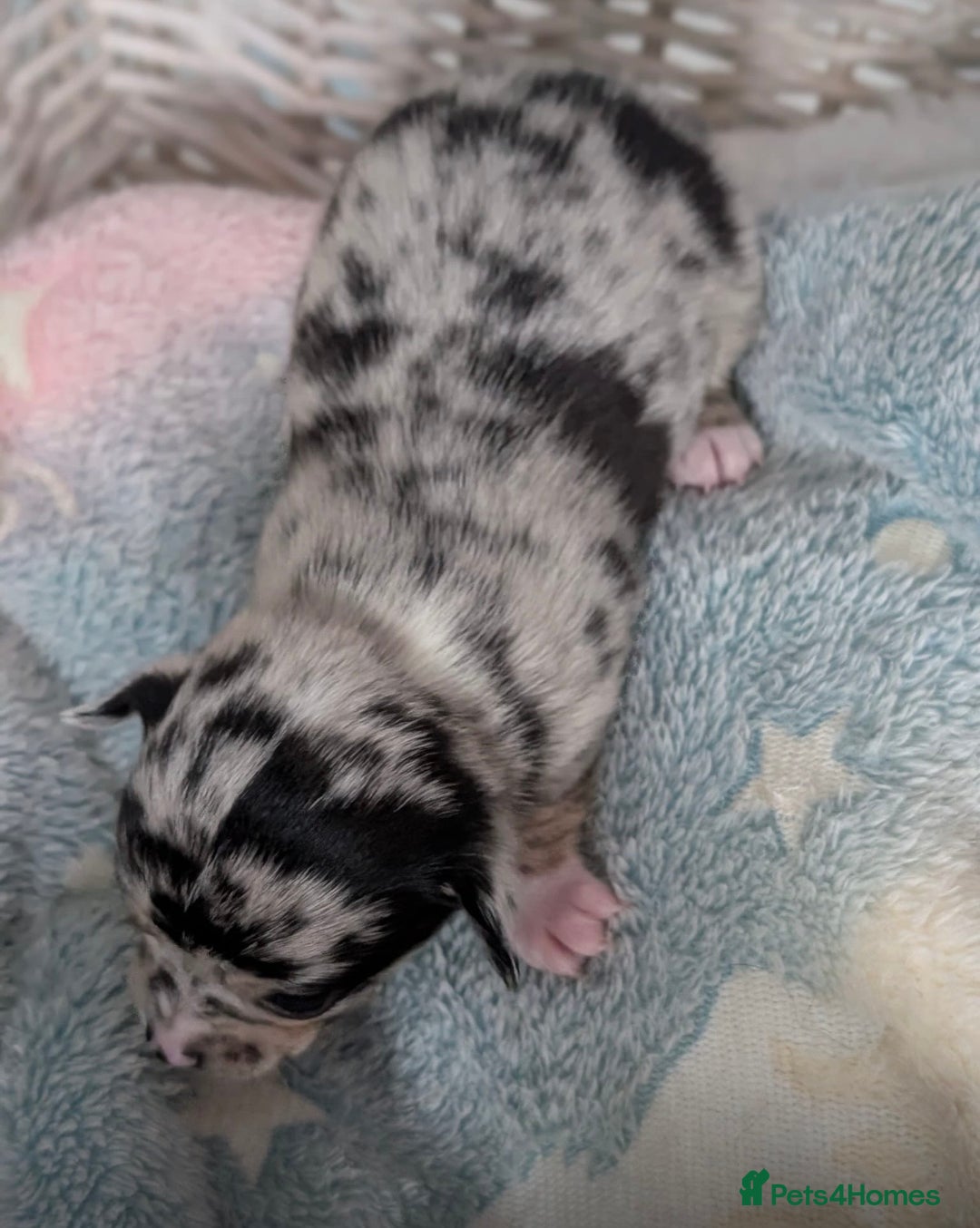 Chihuahua dogs for sale: Beautiful Merle Chihuahua Puppies 🐶  - Advert 36