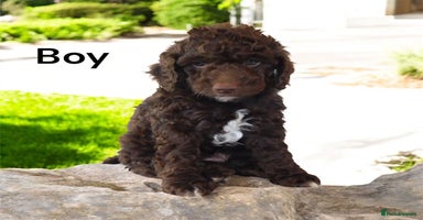 Cockapoo dogs - Advert 8