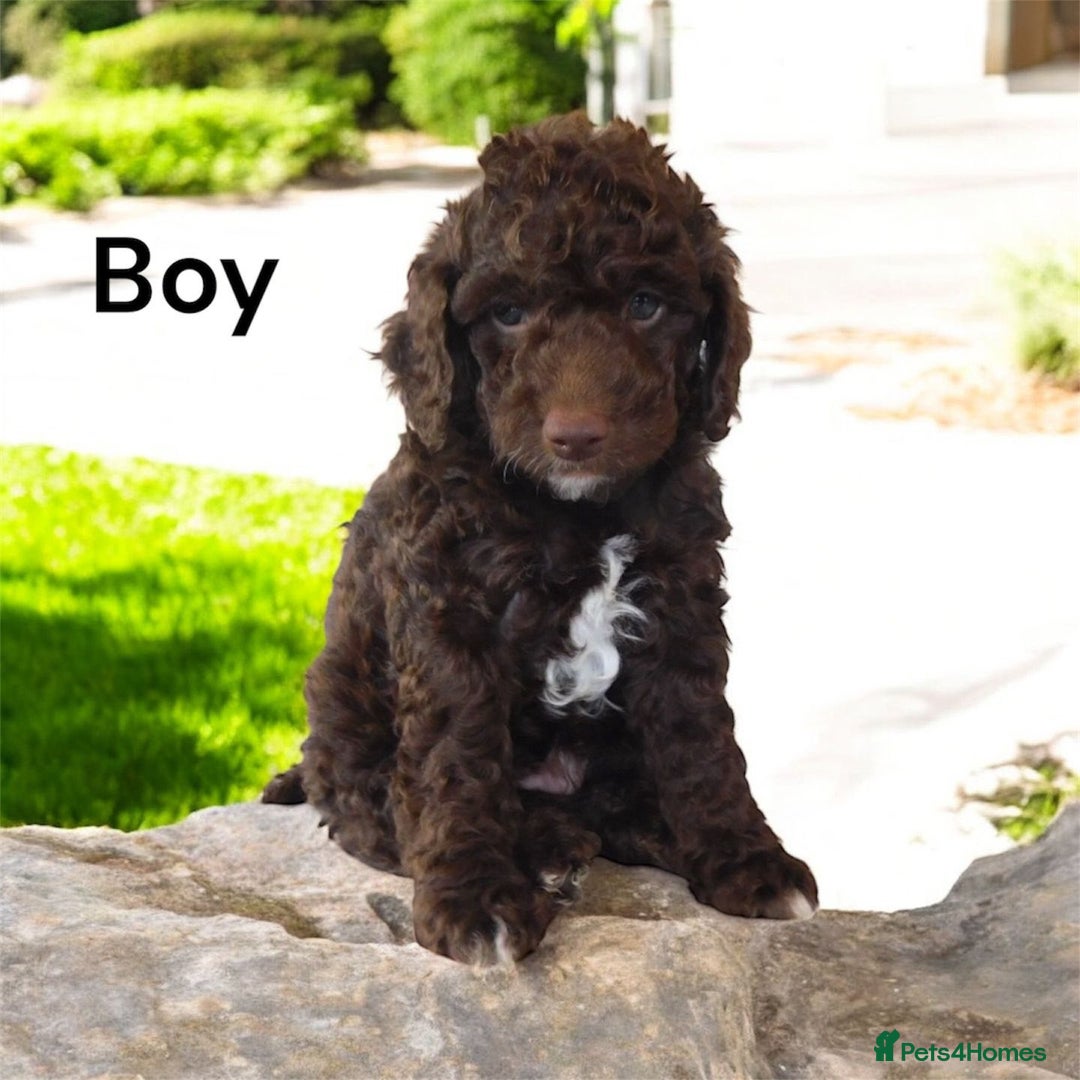 Cockapoo dogs for sale: REDUCED, READY NOW, DNA TESTED, last little boy ❤️ - Image 1
