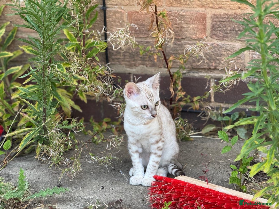 Bengal cats for sale: Champion line Bengal Snow Kittens  - Image 23