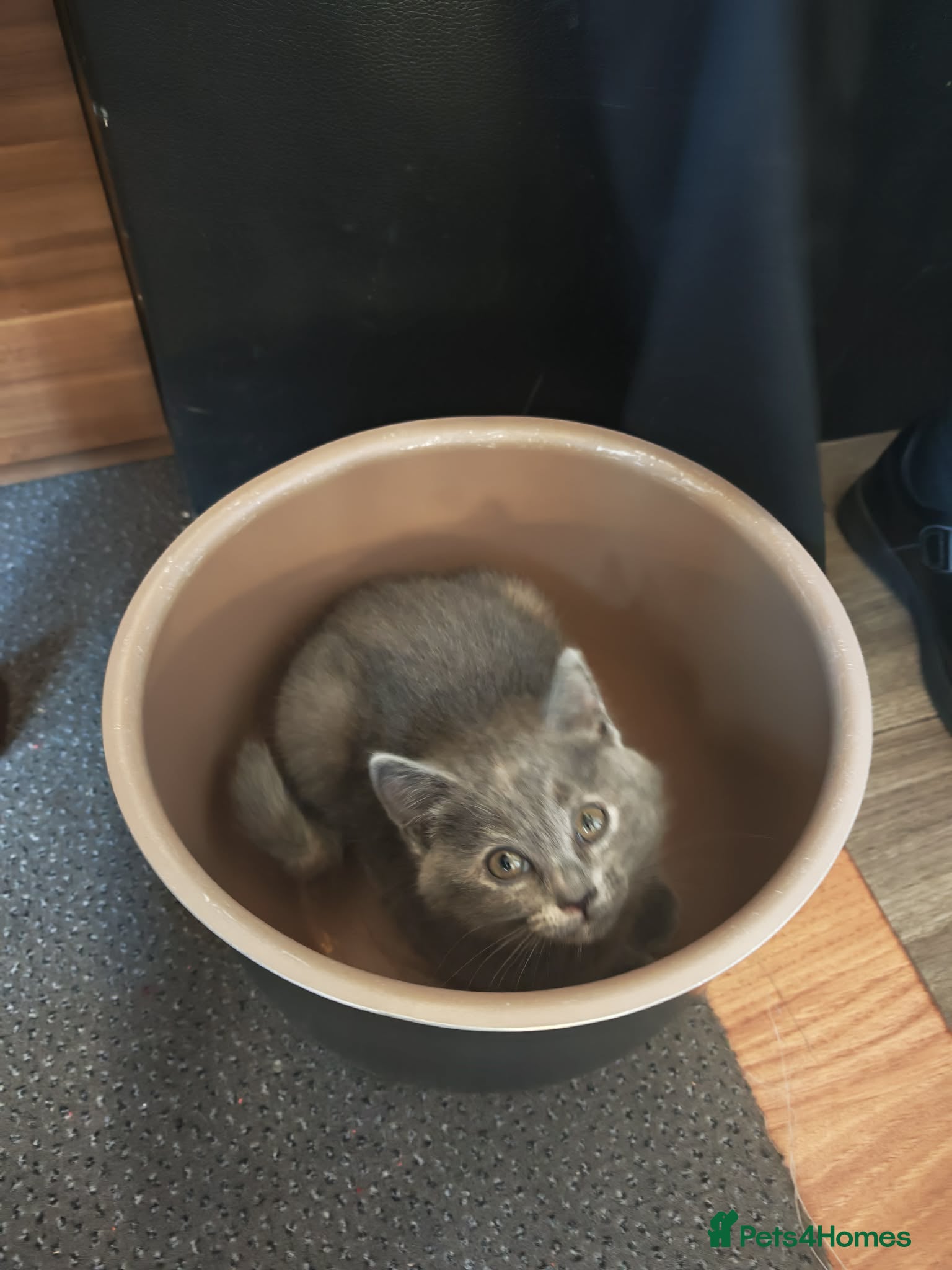 British Shorthair cats  2 left only adorable British Shorthair kittens 🐾 - Advert 2