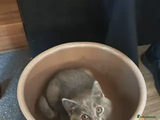 British Shorthair cats 2 left only adorable British Shorthair kittens 🐾 - Advert 2