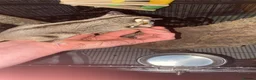 Sugar Glider rodents for sale: 2x male sugar gliders & full set up  in Dukinfield - Advert 4
