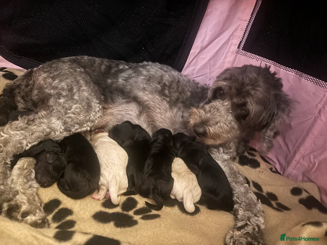 Cockapoo dogs for sale: F2 cars cockapoo’s - Advert 2