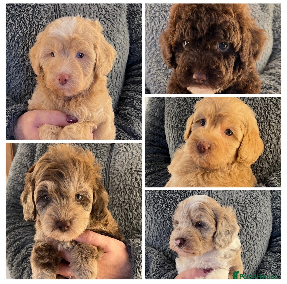 Labradoodle dogs Stunning Labradoodles From Health tested parents - Advert 1