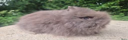 Angora rabbits for sale: ❤️STUNNING IMPORTED PARENTS- TEDDYDWERG BABIES❤️ - Advert 30