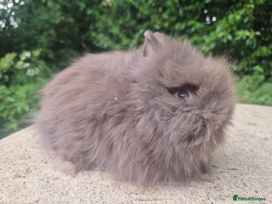 Angora rabbits for sale: ❤️STUNNING IMPORTED PARENTS- TEDDYDWERG BABIES❤️ - Advert 24