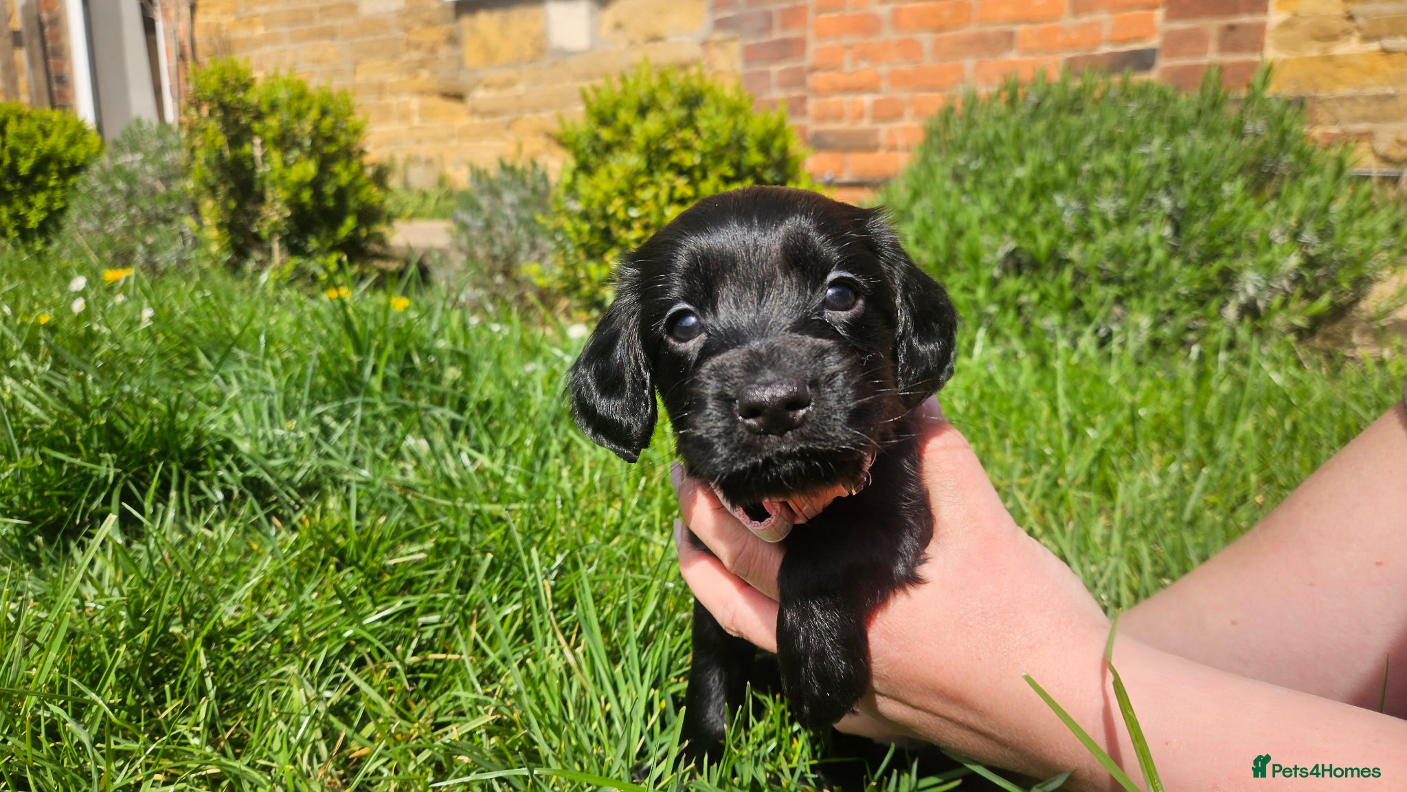 Cocker Spaniel dogs Meet lady's beautiful cocker spaniel puppies - Advert 2