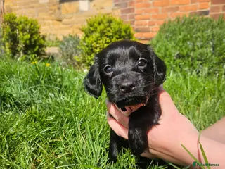 Cocker Spaniel dogs Meet lady's beautiful cocker spaniel puppies - Advert 1