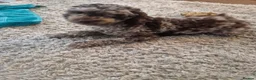 Cockapoo dogs for sale: Merge cockerpoo  in Heanor - Advert 1