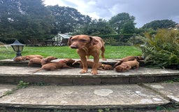 Mixed Breed dogs for sale: Vizla x Fox Red Lab (75/25) Puppies - Image 1