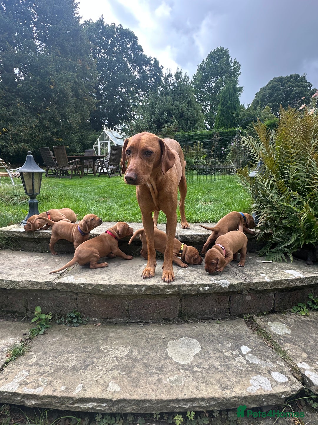 Mixed Breed dogs for sale: Vizla x Fox Red Lab (75/25) Puppies - Image 1