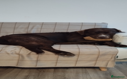 Mixed Breed dogs for sale: tolling retriever  - Image 4