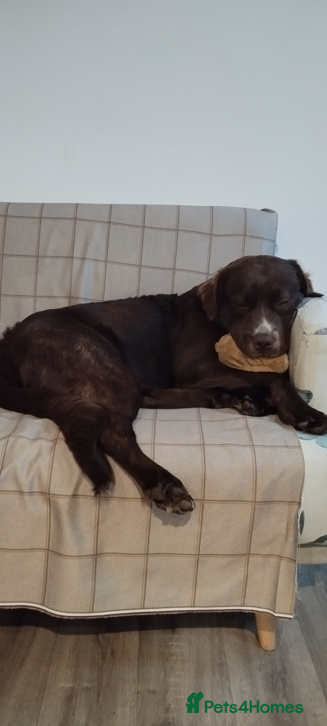 Mixed Breed dogs for sale: tolling retriever  - Image 4