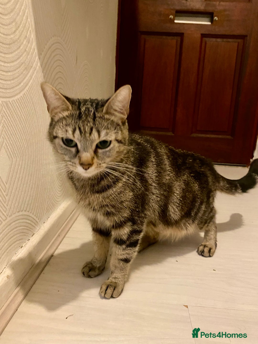 Mixed Breed cats for sale: Kittens for sale - Advert 4