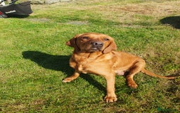 Labrador Retriever dogs for sale: **Only 2 Girls Left** Fox Red Labrador Puppies - Image 6