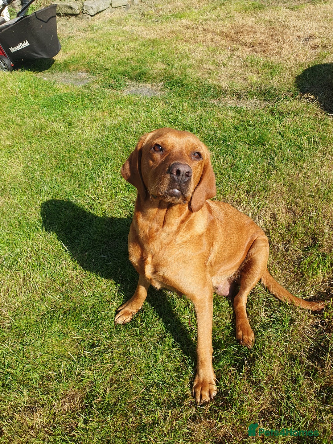 Labrador Retriever dogs for sale: **Only 2 Girls Left** Fox Red Labrador Puppies - Image 6