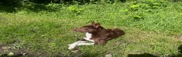 Border Collie dogs for stud: OPEN TRIAL WINNER - Health tested and registered - Advert 7