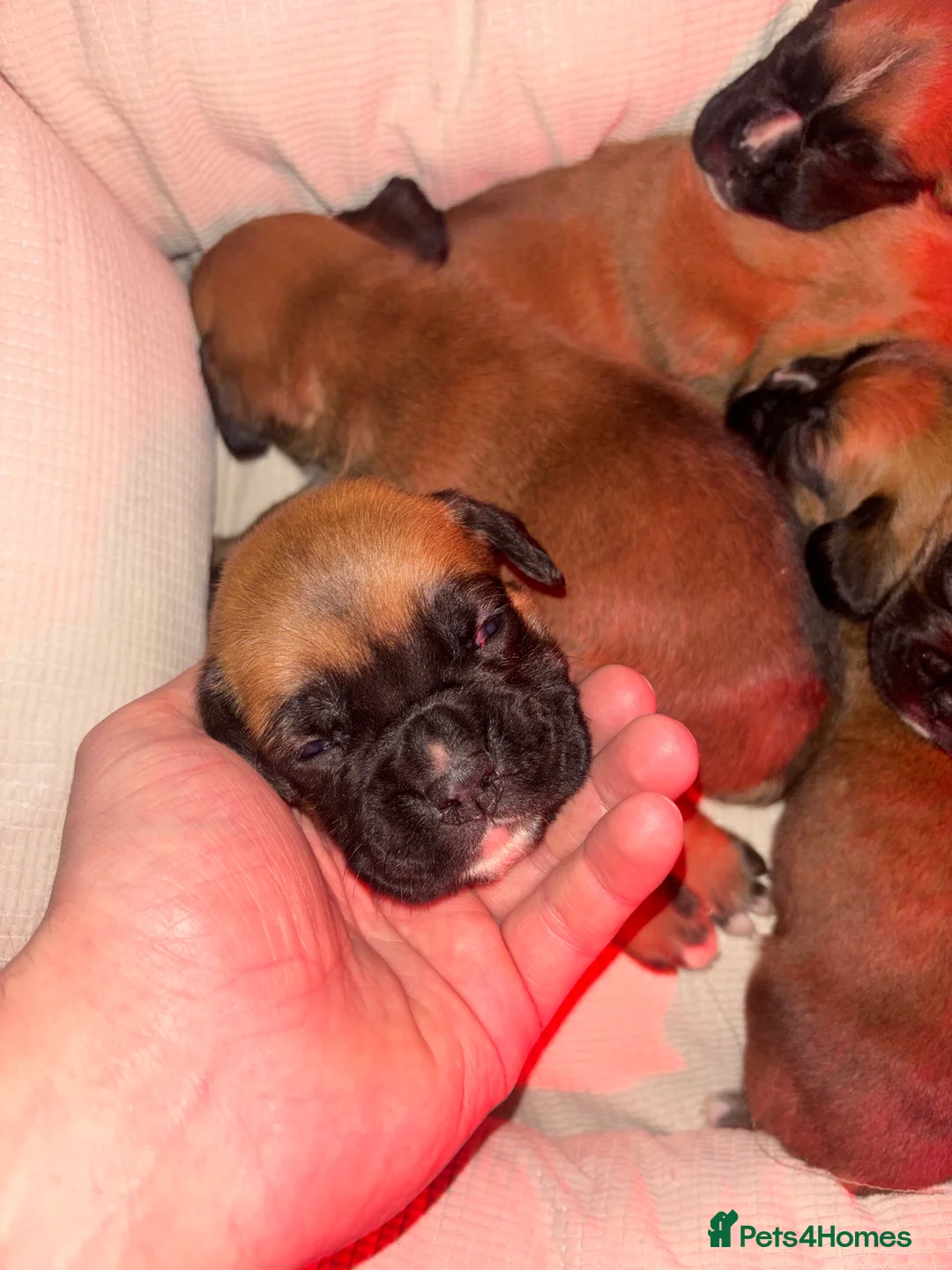 Boxer dogs for sale: 8 beautiful Boxer puppies - Advert 2