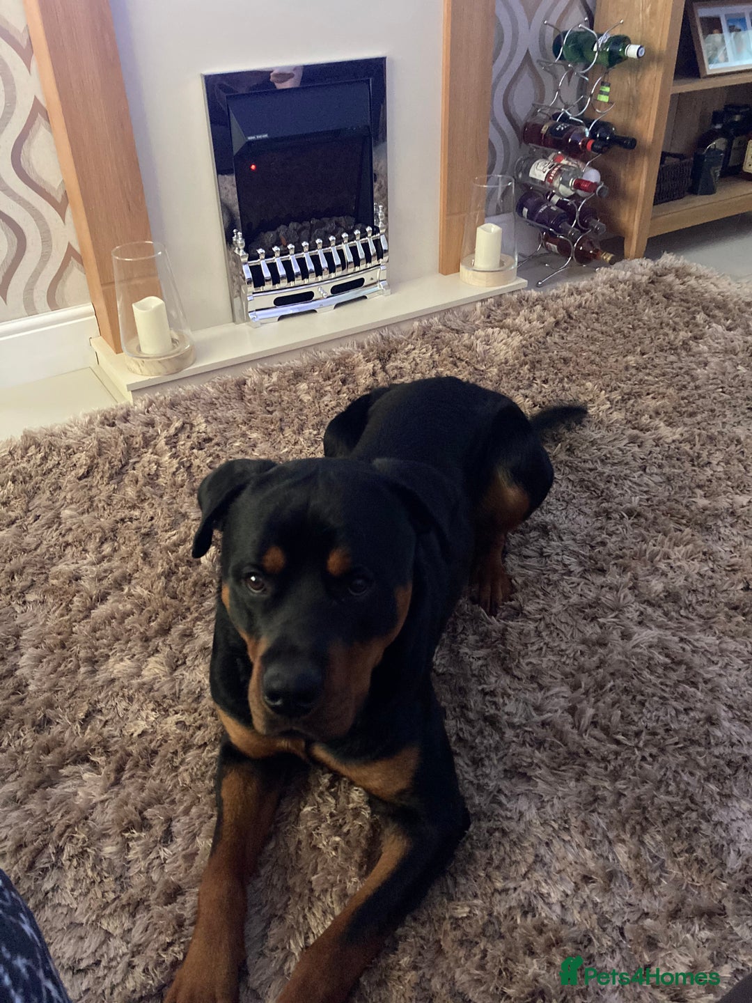 Rottweiler dogs for sale: Bruce * Rehome *  - Advert 11
