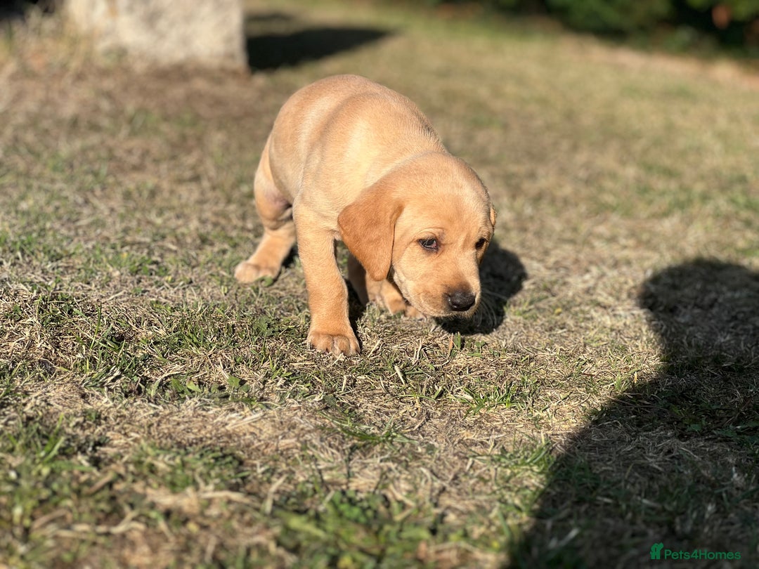 Labrador Retriever dogs for sale: Golden Labrador Puppies for Sale - Image 6