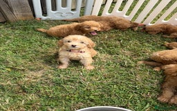 Cavapoo dogs for sale: ⭐️ Stunning ⭐️ F1b Cavapoos ⭐️ Ready Thursday ⭐️ - Image 7