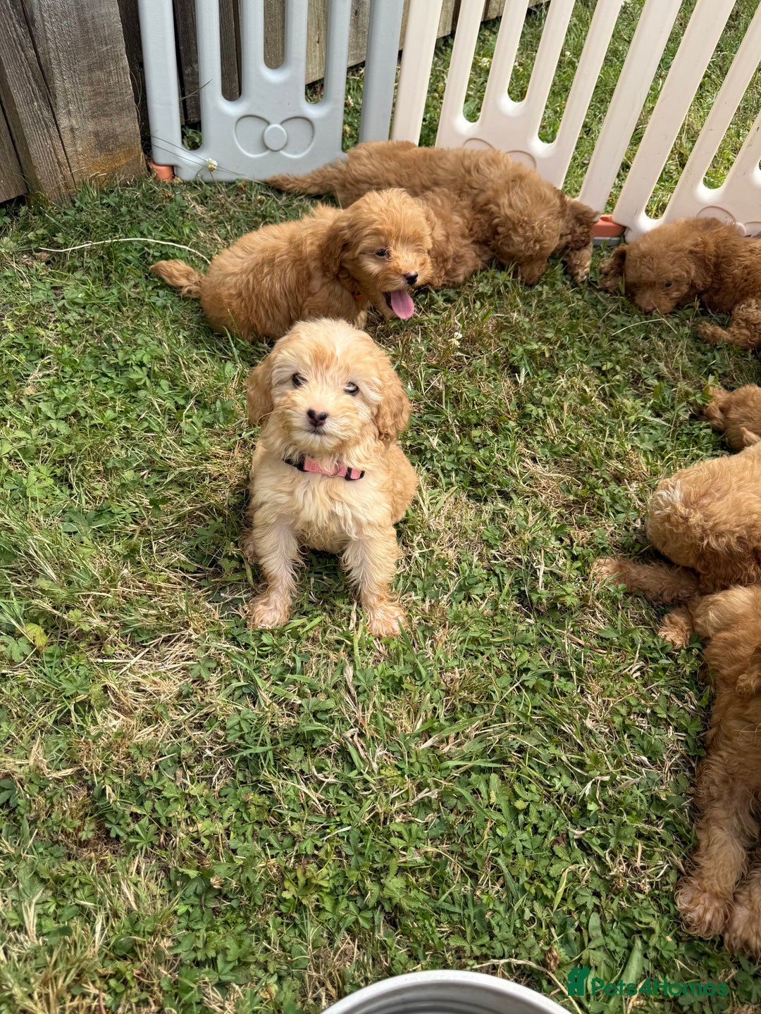 Cavapoo dogs for sale: ⭐️ Stunning ⭐️ F1b Cavapoos ⭐️ Ready Thursday ⭐️ - Image 7